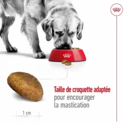Clearance ROYAL CANIN Croquettes pour chien Maxi adulte de + de 15 mois - Le sac de 15 kg