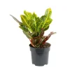 Hot Croton Excellent pot Ø12 cm/ H50 cm