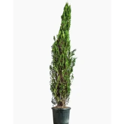 Online Cupressus Sempervirens Totem (Cyprès d'Italie) 100/125 en pot de 10 L vert