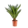 Sale Cycas Revoluta pot Ø19xH60/80 cm