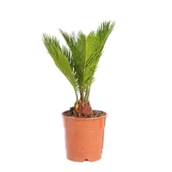 Discount Cycas Revoluta pot Ø14xH40 cm