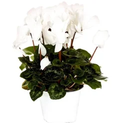 Hot BOTANIC® Cyclamen à grandes fleurs - Le pot de diamètre 14 cm.
