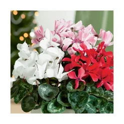 Hot BOTANIC® Cyclamen à grandes fleurs - Le pot de diamètre 14 cm.