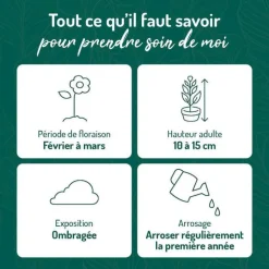 Best BOTANIC® Cyclamen Hederifolim blanc - Le pot de 9 x 9 cm