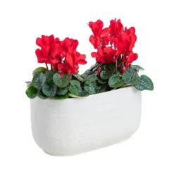 Best Cyclamen pot céramique D.20 cm