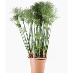 Best Cyperus Papyrus Profiler Little Prince (jonc du Nil) en pot de 4 L vert