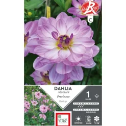 ERNEST TURC Dahlia buisson Prestance mauve - 1 bulbe