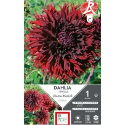Clearance ERNEST TURC Dahlia cactus dentelle Kenora Mackob bordeaux - 1 bulbe
