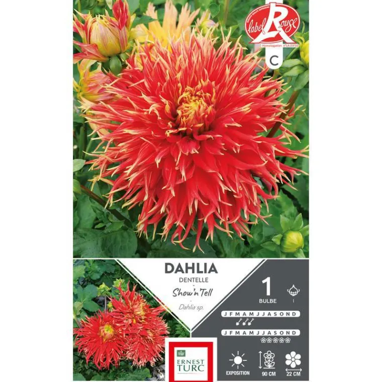 ERNEST TURC Dahlia cactus dentelle Show h' Tell rouge / jaune - 1 bulbe