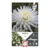 Clearance ERNEST TURC Dahlia cactus Orion blanc pur - 1 bulbe