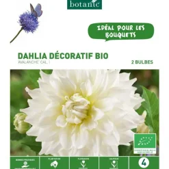 Discount BOTANIC® Dahlia décoratif Avalanche bio blanc - 2 bulbes