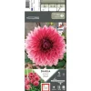 Outlet ERNEST TURC Dahlia décoratif Bengale vieux rose reflet - 1 bulbe