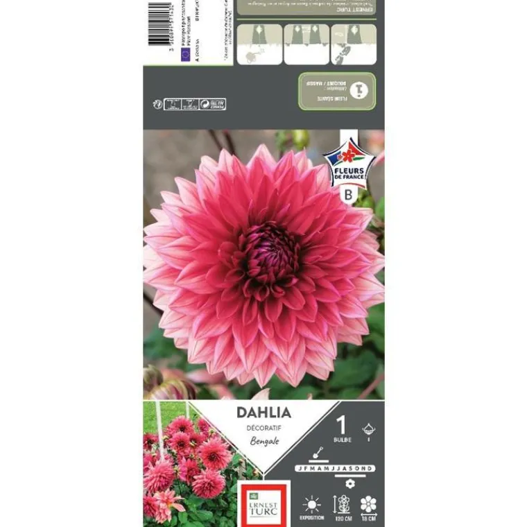 Outlet ERNEST TURC Dahlia décoratif Bengale vieux rose reflet - 1 bulbe