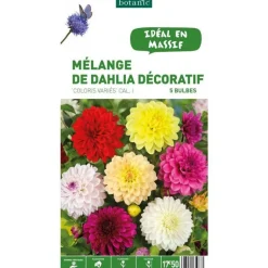 Discount BOTANIC® Dahlia Décoratif en mélange - 5 bulbes