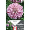 ERNEST TURC Dahlia décoratif Mistigris mauve - 1 bulbe