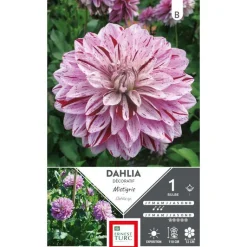 ERNEST TURC Dahlia décoratif Mistigris mauve - 1 bulbe
