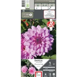 Online ERNEST TURC Dahlia nain double Charming Lady® rose feuillage sombre - 1 bulbe