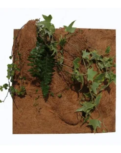 Outlet REPTILE PLANET Décor de fond pour terrarium fibre de coco coloris marron Planting Background - 50 x 50 x 10 cm