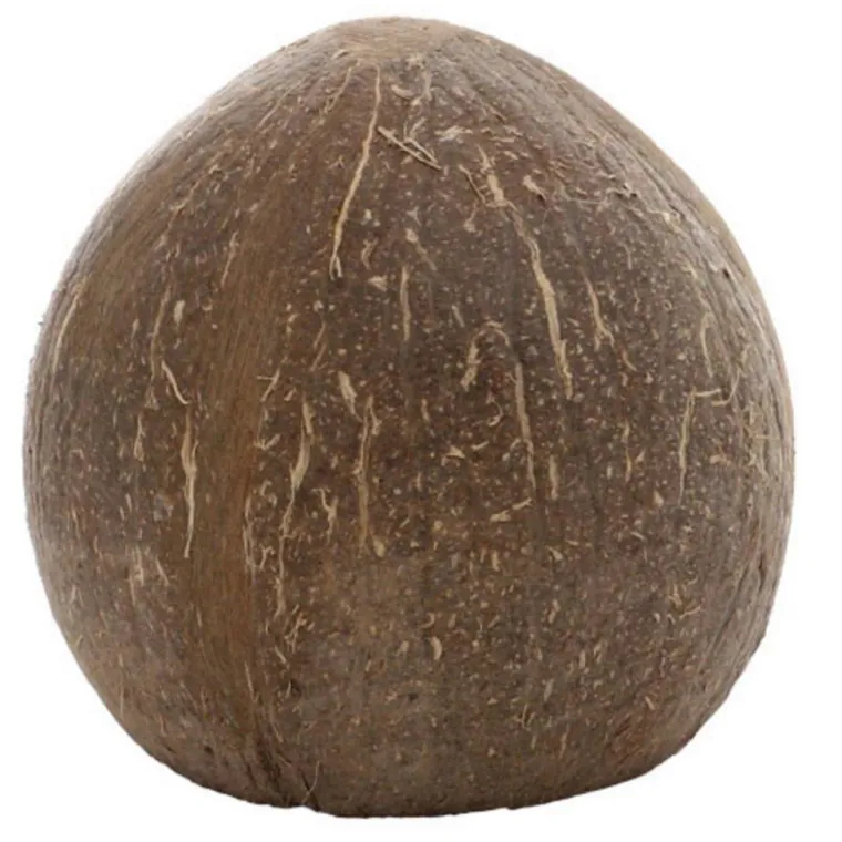 Outlet HOBBY Décor pour aquarium coloris marron Grotte coco Aqua Cave - Taille M