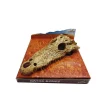 Clearance REPTILE PLANET Décor pour terrarium en résine coloris beige tête d'alligator Gator Bones