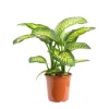 Discount Dieffenbachia Tropic Snow pot Ø24xH80 cm