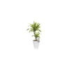 Clearance BOTANIC® Dracaean lemon lime. Le pot de 21 cm