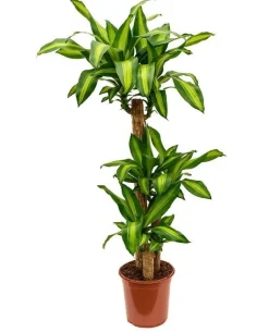 Hot Dracaena Fragrans Massangeana 3 PP pot Ø24xH135 cm
