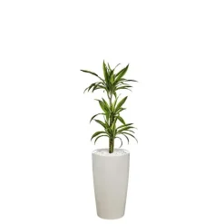 Clearance Dracaena lemon lime 3 tiges et son pot Rondo premium Ø 32 blanc