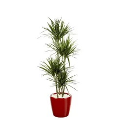 Sale Dracaena marginata 4 tiges et son pot Classico premium Ø 35 rouge