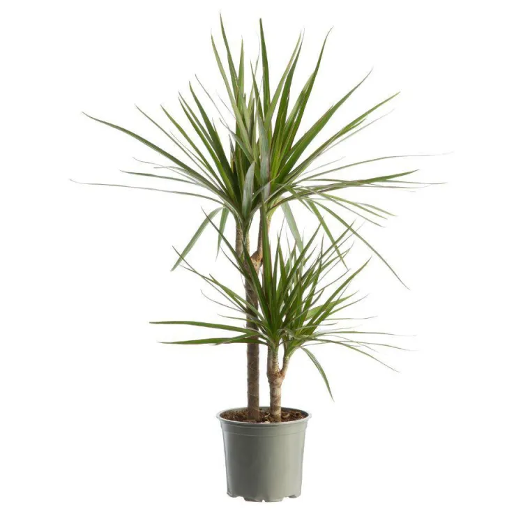 Outlet Dracaena marginata vert avec 2 tiges en pot - 60 à 70cm de hauteur