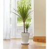Outlet BOTANIC® Dracaena marginata vert. Le pot de 21 cm