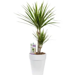 Outlet BOTANIC® Dracaena marginata vert. Le pot de 21 cm