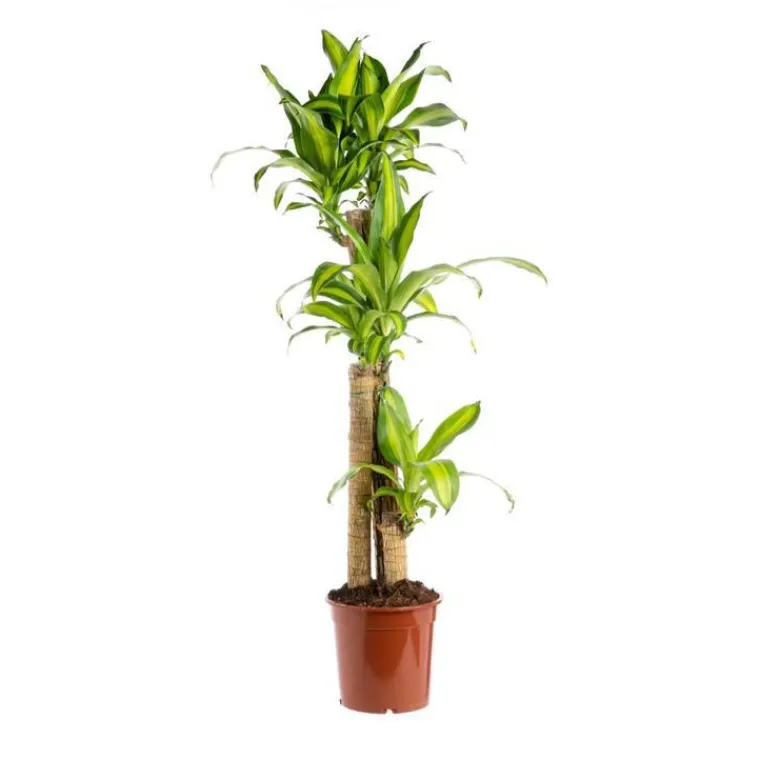Outlet Dracaena Massangeana 3 PP pot Ø18/19xH130 cm
