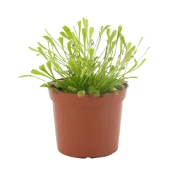 Outlet Drosera Capensis