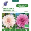 Discount BOTANIC® Duo de Dahlia décoratif bio café au lait/Lavender perfection rose et blanc - 2 bulbes