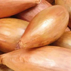 Discount BOTANIC® Echalote Conservor Bio. La motte de 4x4 cm