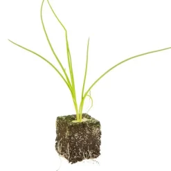 Discount BOTANIC® Echalote Conservor Bio. La motte de 4x4 cm