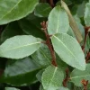 Clearance Elaeagnus Ebbingei (Chalef de Ebbing) 80/100 en pot de 10 L argent