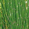 BOTANIC® Equisetum japonicum