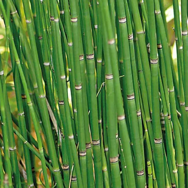 BOTANIC® Equisetum japonicum
