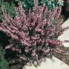 Online Erica Darleyensis – Pot de 1L
