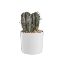 Discount BOTANIC® Euphorbia en pot blanc émaillé H 10 x Ø 10 cm