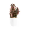 Outlet BOTANIC® Euphorbia hermentiana rubra en pot blanc émaillé H 10 x Ø 15 cm