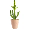 Discount BOTANIC® Euphorbia mayuranathanii en pot terre cuite H 20 x Ø 15 cm
