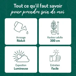 Best BOTANIC® Euphorbia Érythrea en pot blanc émaillé H 30 x Ø 20 cm