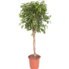 Online FICUS BENJ. BUSHY PRINCE.Le pot diametre 21cm