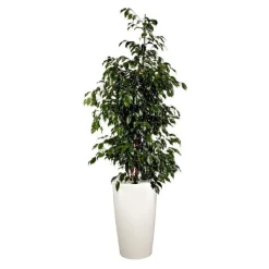 Sale Ficus benjamina et son pot Rondo premium Ø 32 blanc
