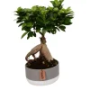 Discount Ficus ginseng avec cache-pot en céramique Ø 18cm