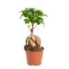 Online Ficus Ginseng pot Ø12xH20 cm