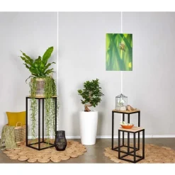 Online Ficus ginseng S-Type et son pot Rondo premium Ø 32 blanc